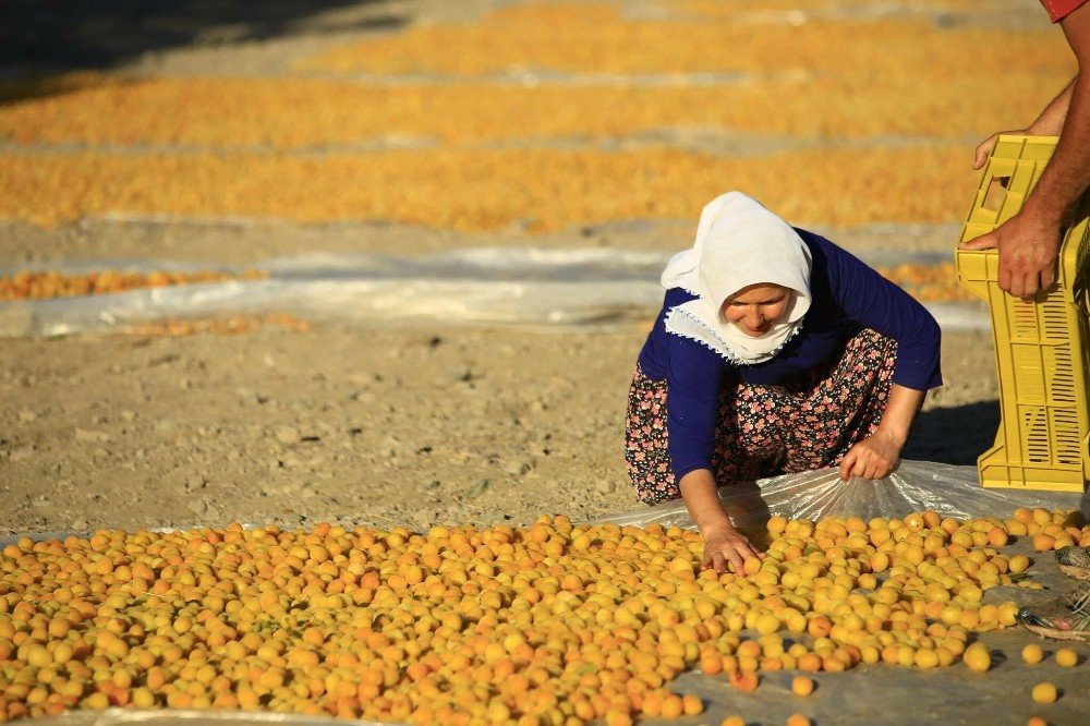 Denizli Büyükşehir Belediyesi işçi alacak