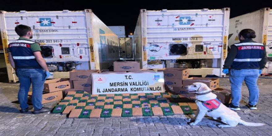 Yük gemisinde, muz kolilerine gizlenen 258 kilo kokain ele geçirildi