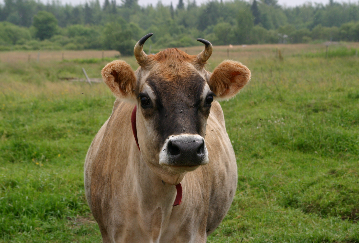 Ordu’da çiftçiye 300 inek dağıtıldı