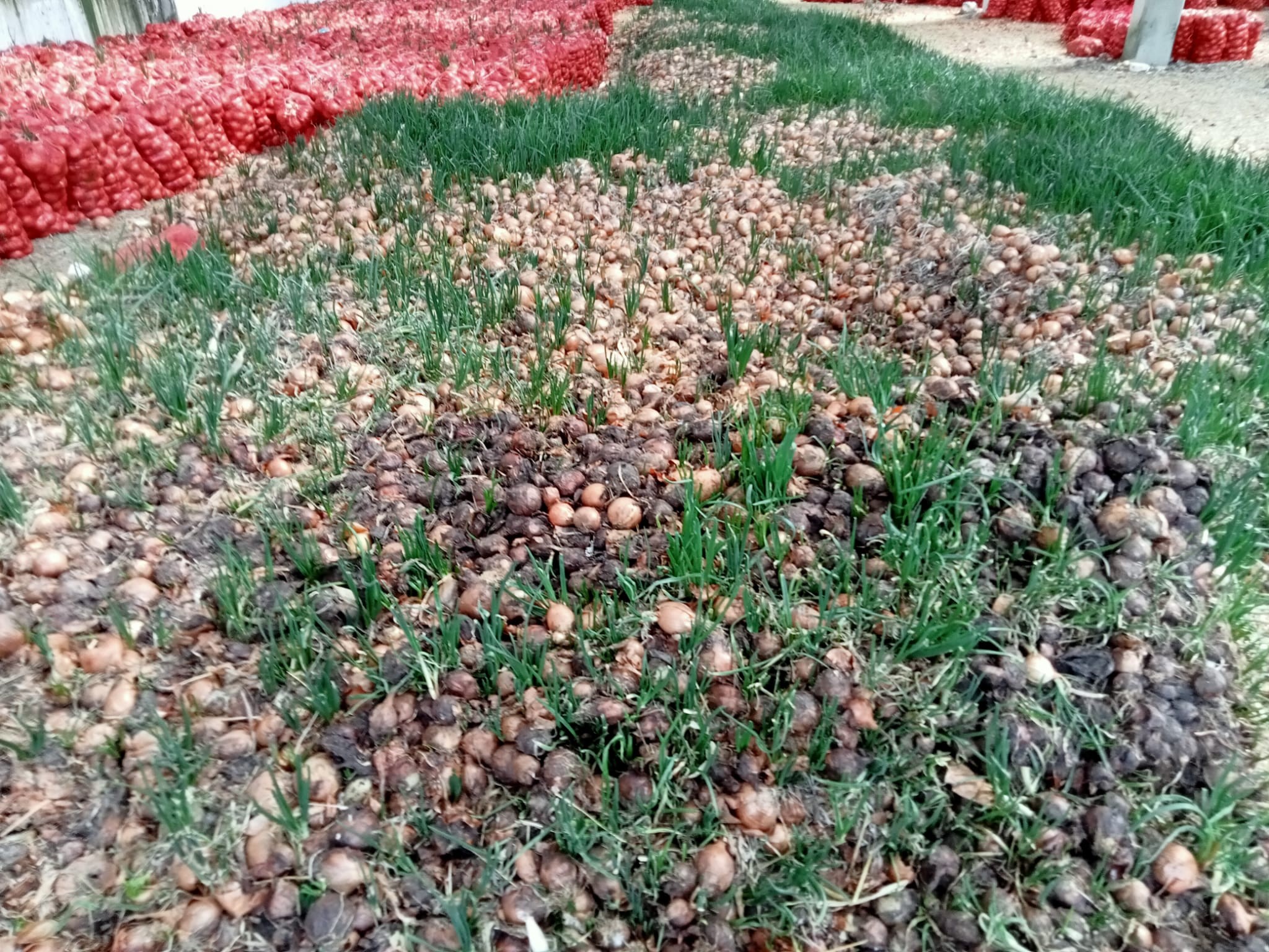 Çiftçi isyan bayrağını çekti! Hal yasası isteniyor