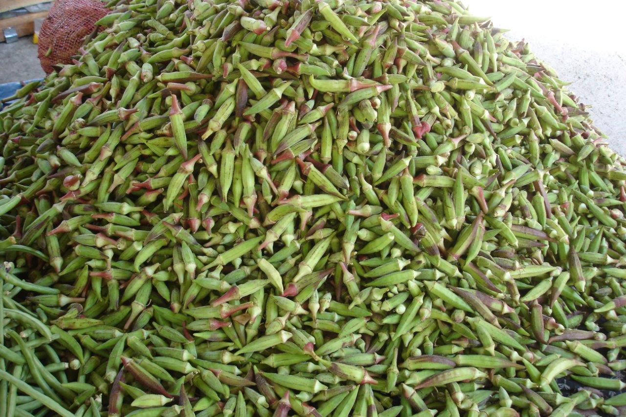 Mustafakemalpaşa Belediyesi’nden çiftçilere tohum yardımı