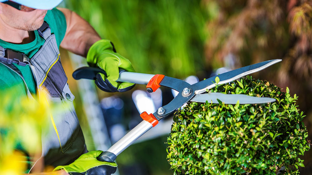 Aydın Buharkent park bahçe işçisi alacak