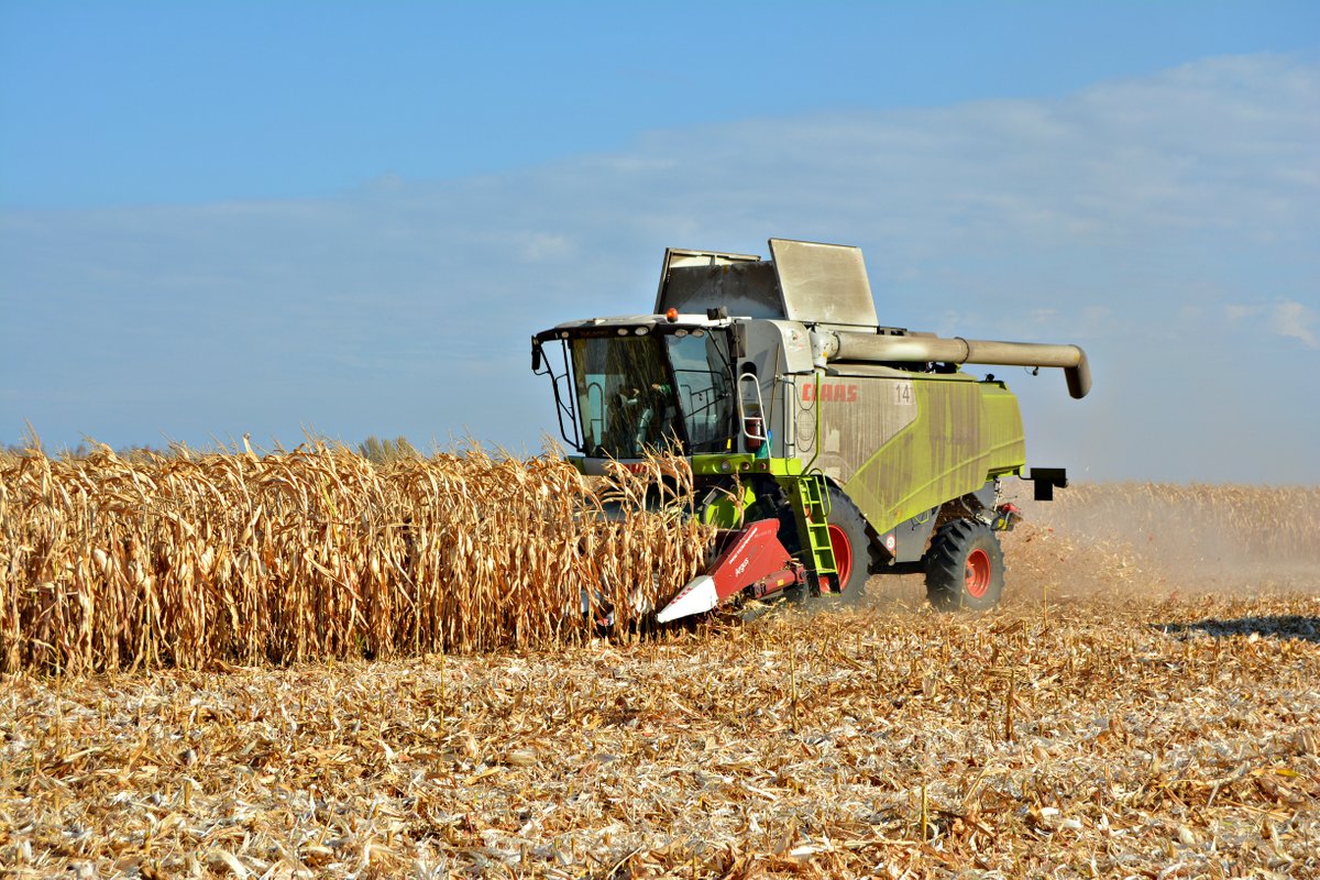 TMO'dan buğday kararı: Tam 48 bin ton
