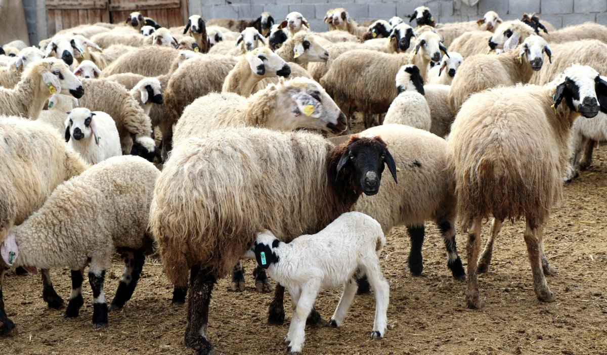 Yetiştiricilere küçükbaş hayvan desteği