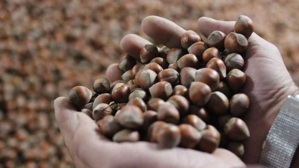 Fındık fiyatları cep yakacak. Yine yükseldi