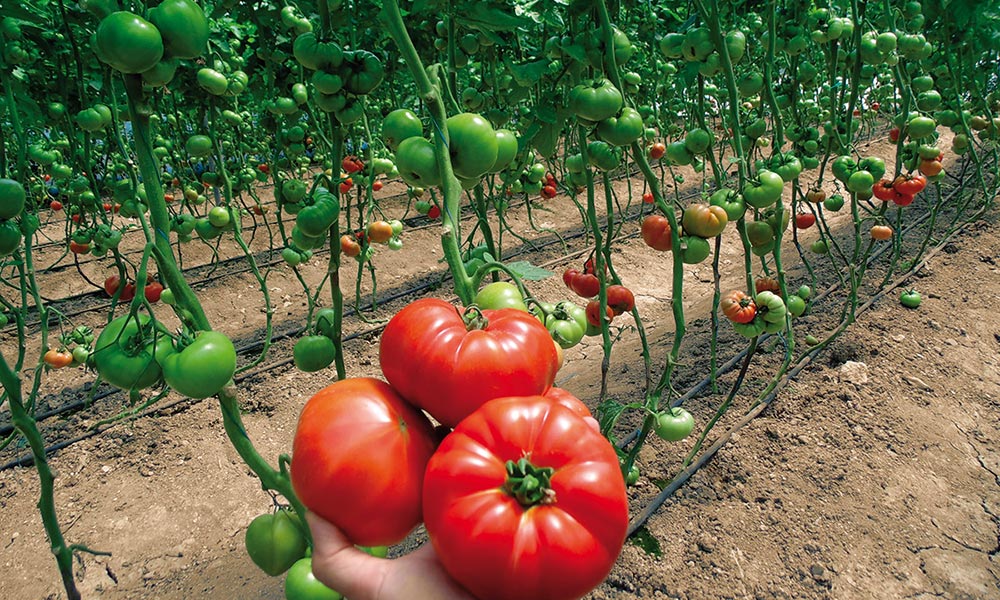 Çiftçilere 1,5 milyon ücretsiz domates fidesi
