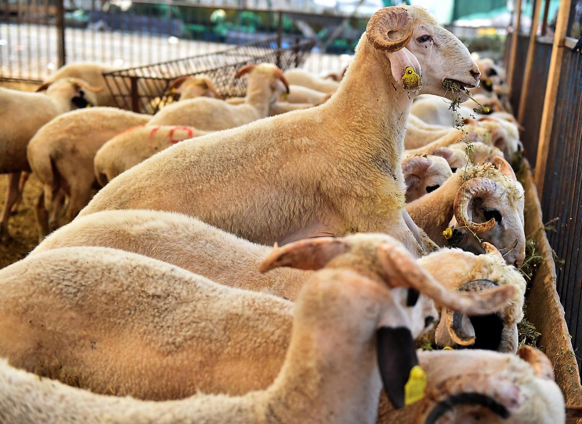 Kurban Bayramı yaklaştı, kurbanlık fiyatları açıklandı