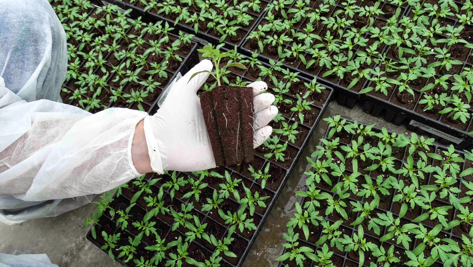 Çiftçilere ücretsiz 65 bin adet sebze fidesi