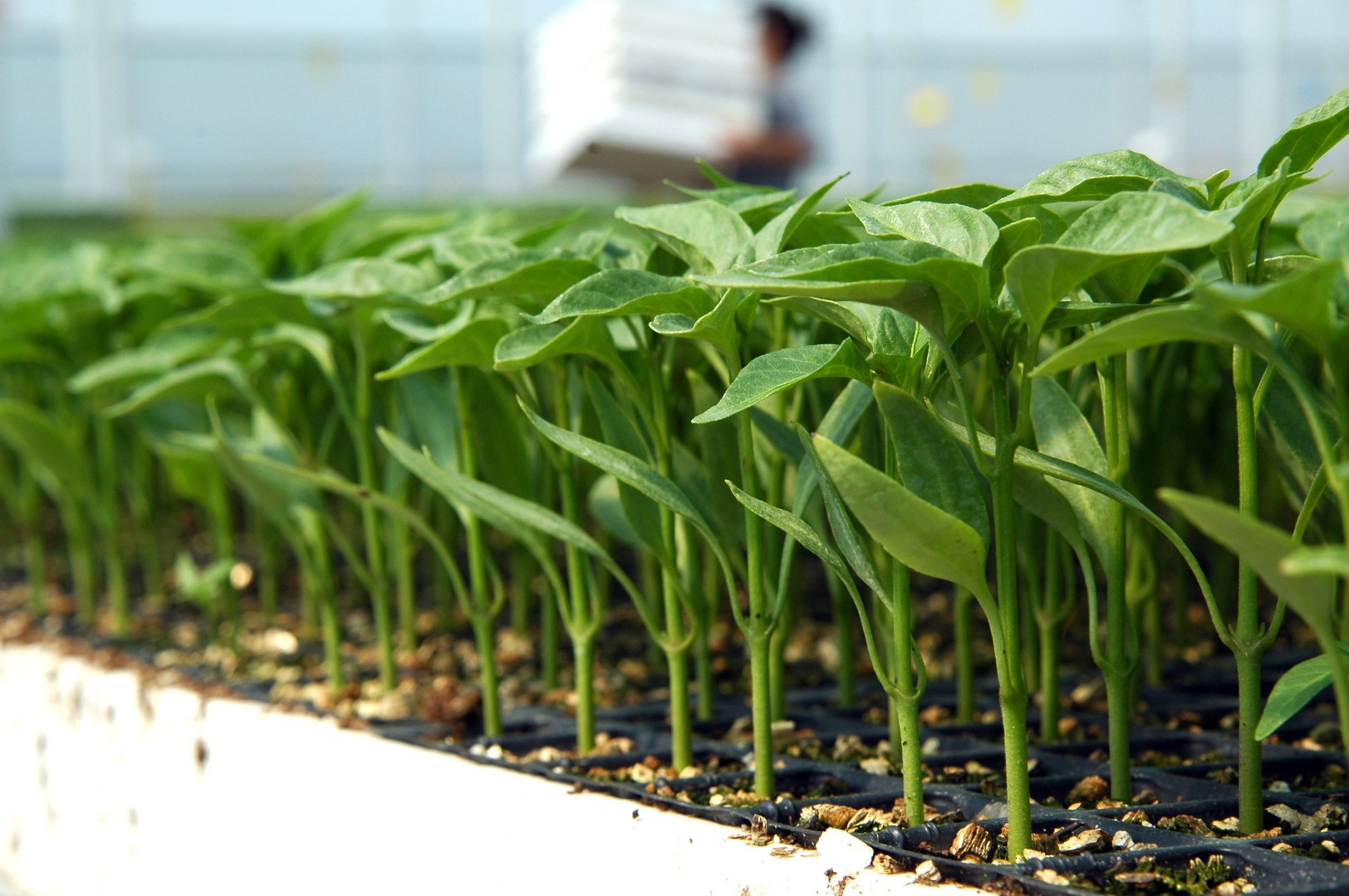 Gebze'de çiftçilere fide desteği