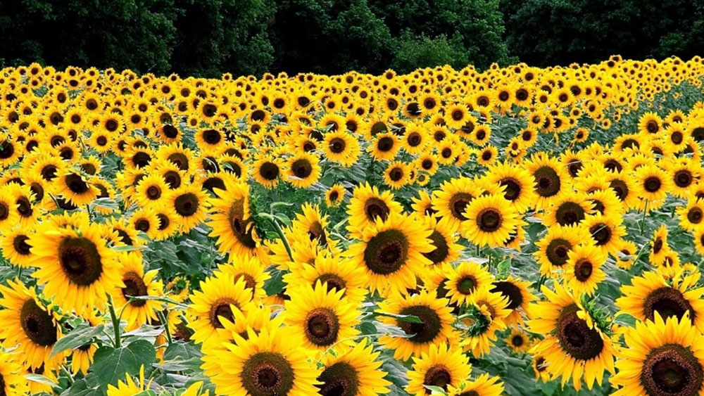 1100 lira fark ödenecek. Bireysel fırsat. 325 milyon lira verilecek