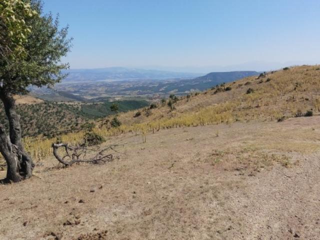 Manisa'da icradan satılık tarla