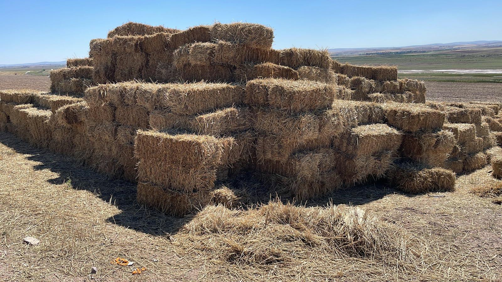 Ankara'da hayvan yetiştiricilerine yem desteği