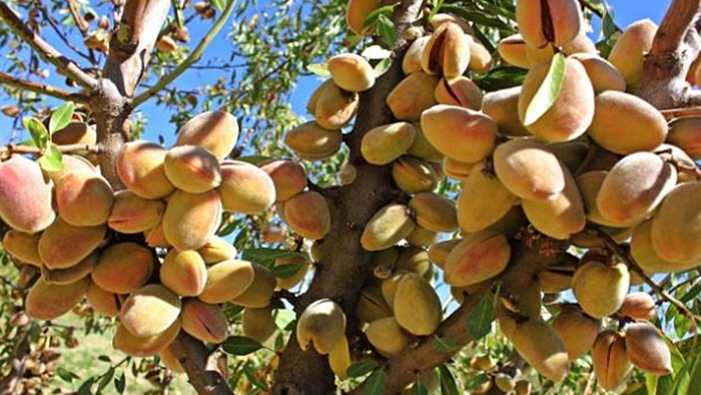 Tarım İşletmeleri Müdürlüğü dalında badem satışı yapacak