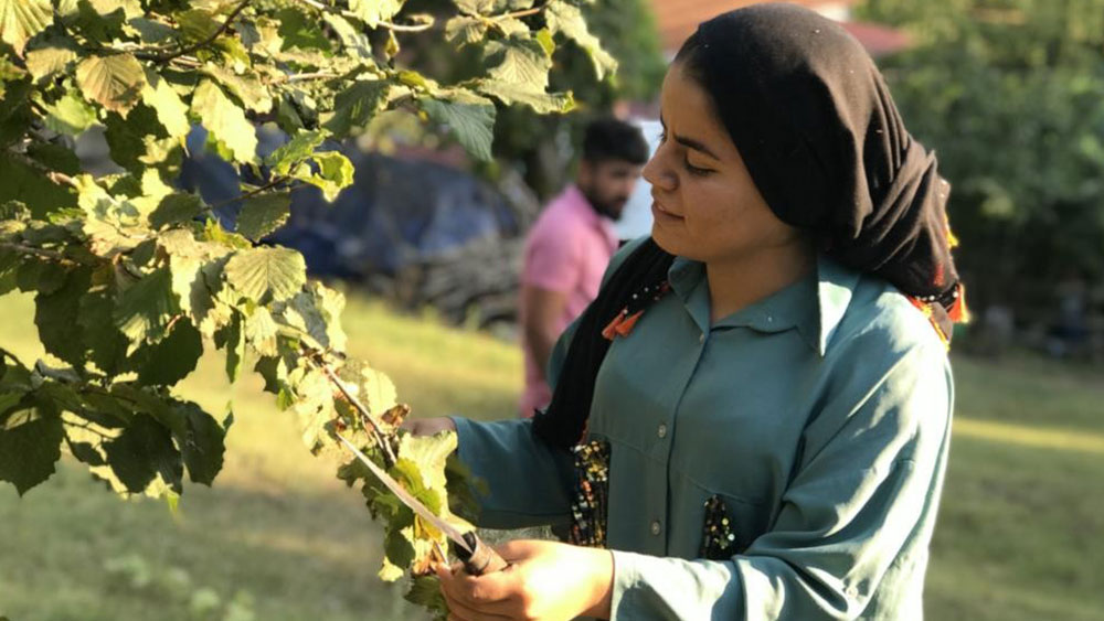 Fındık yevmiye ücreti 215 TL olarak açıklandı