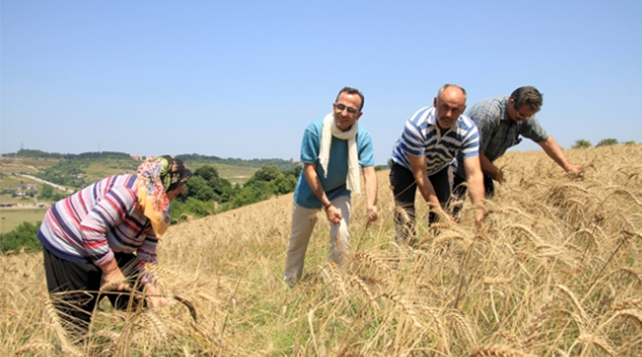 Ata-dede tohumları  ile ekilen buğdayda hasat