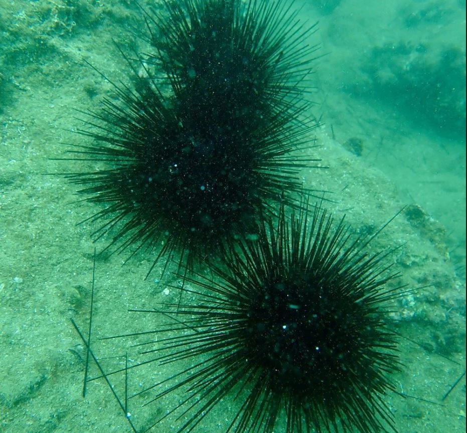 Denizkestanesi artışıyla gelen tehlike