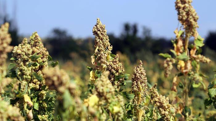 Çiftçinin yeni umudu "astronot besini" kinoa