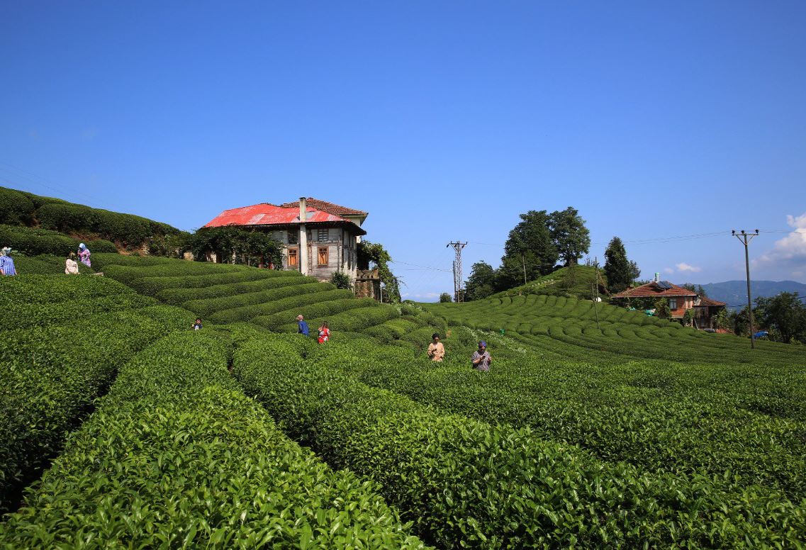 Haziran ayı yaş çay ödemeleri başladı