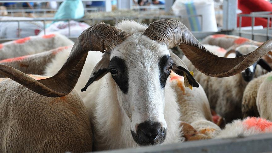 Kurbanlıklar hazır