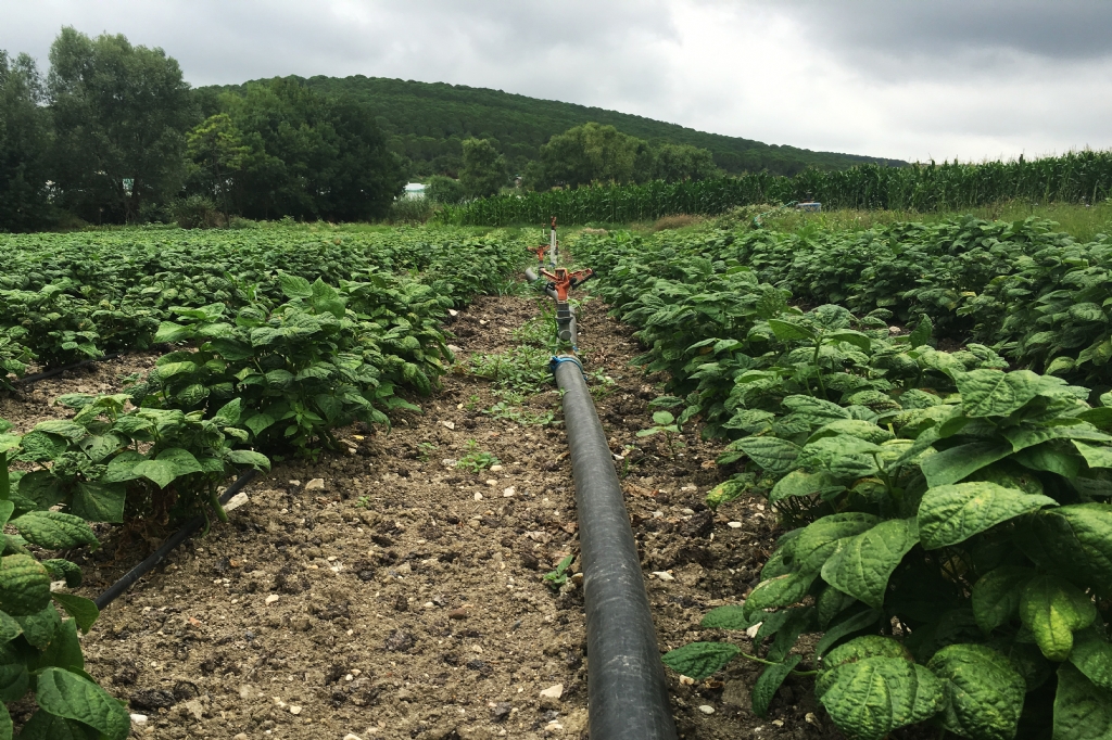 İBB’den tarıma ücretsiz sulama desteği