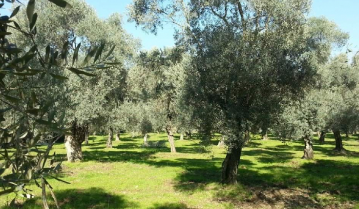 Muğla'da icradan satılık tarım arazisi