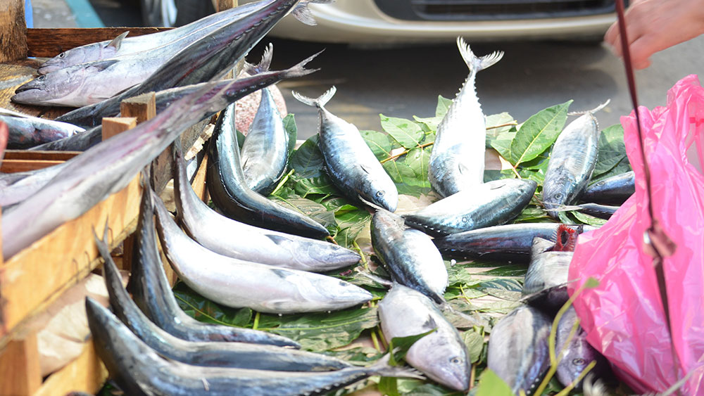 Tekirdağ’da palamudun tanesi iriliğine göre 25 TL’ye kadar düştü