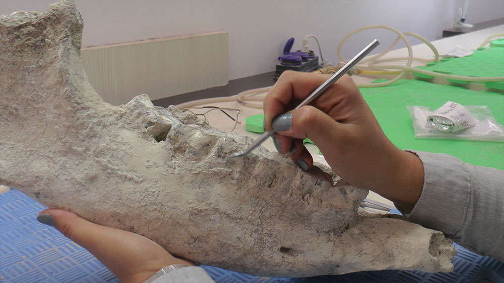 Yol yapımı sırasında tesadüfen 7 buçuk milyon yıllık fosiller bulundu