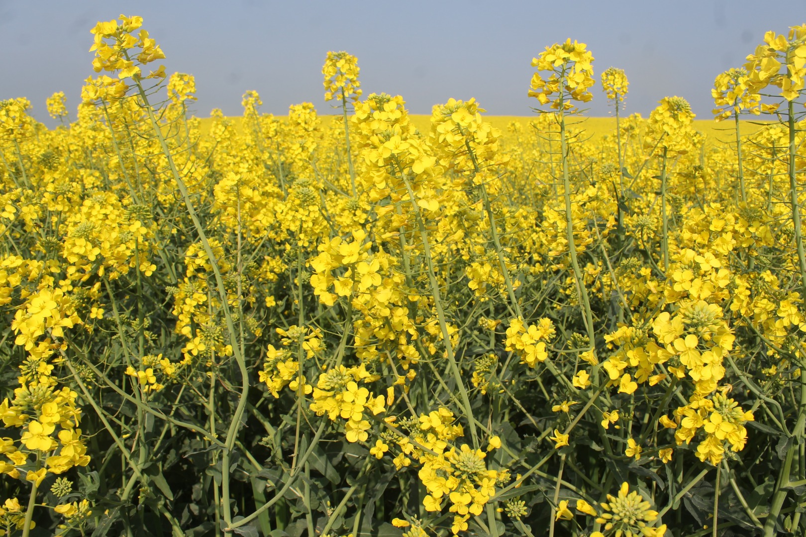 Çiftçilere kanola tohumu dağıtıldı