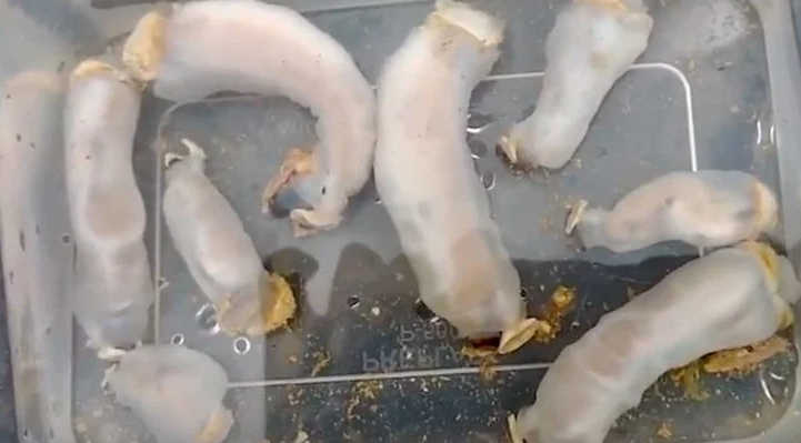 Bilim insanları duyurdu: Kayaları öğütebilen yeni bir solucan türü keşfedildi