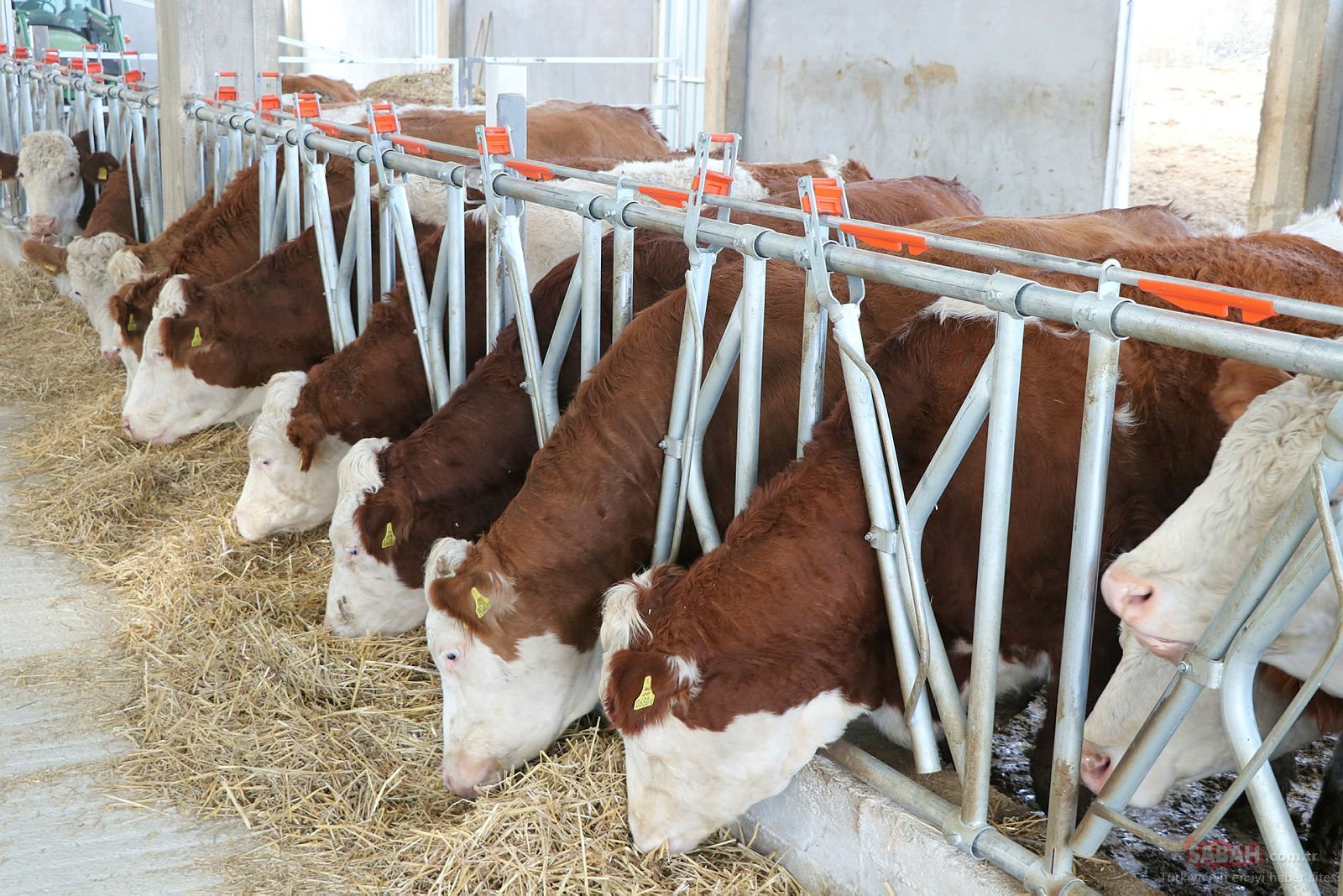 Buzağı destek ödemeleri hesaplara yatıyor. İşte detaylar...