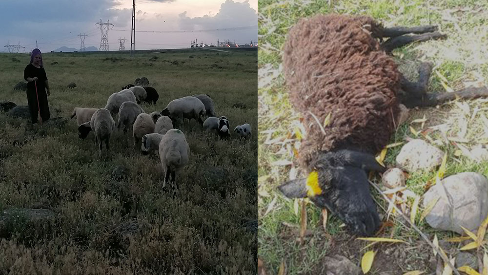 Köpekler 3 koyunu parçaladı, çoban canını zor kurtardı