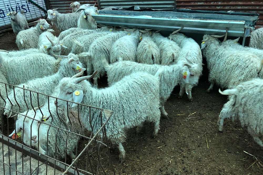 Bingöl’de yetiştiricilere destek! Dağıtımı yapıldı