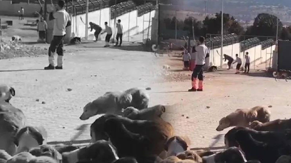 Konya'daki köpek katliamında zanlıların şok edici ifadeleri ortaya çıktı
