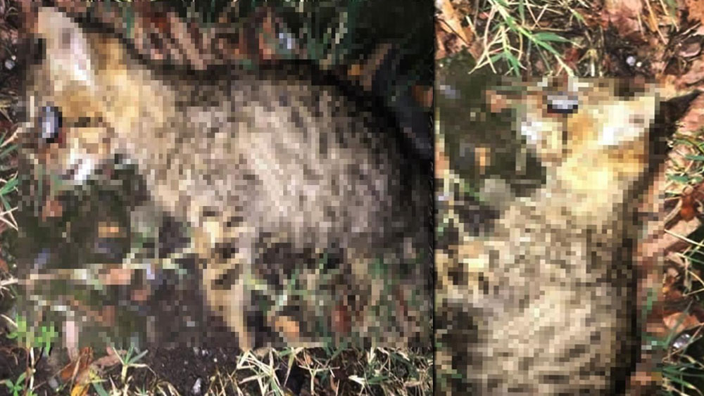 Hayvana şiddet bitmiyor! Zonguldak'ta yavru kediyi işkence yaparak öldürdüler