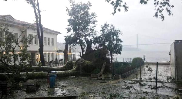 180 yaşındaki çınar filizlenmeye başladı