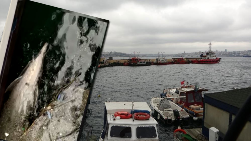 Üsküdar’da iki geminin arasında sıkışan yunus öldü