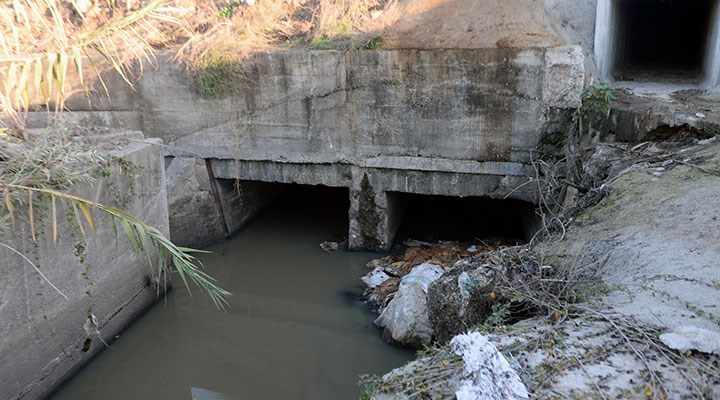 Dere kenarında çok sayıda eşek başı bulundu