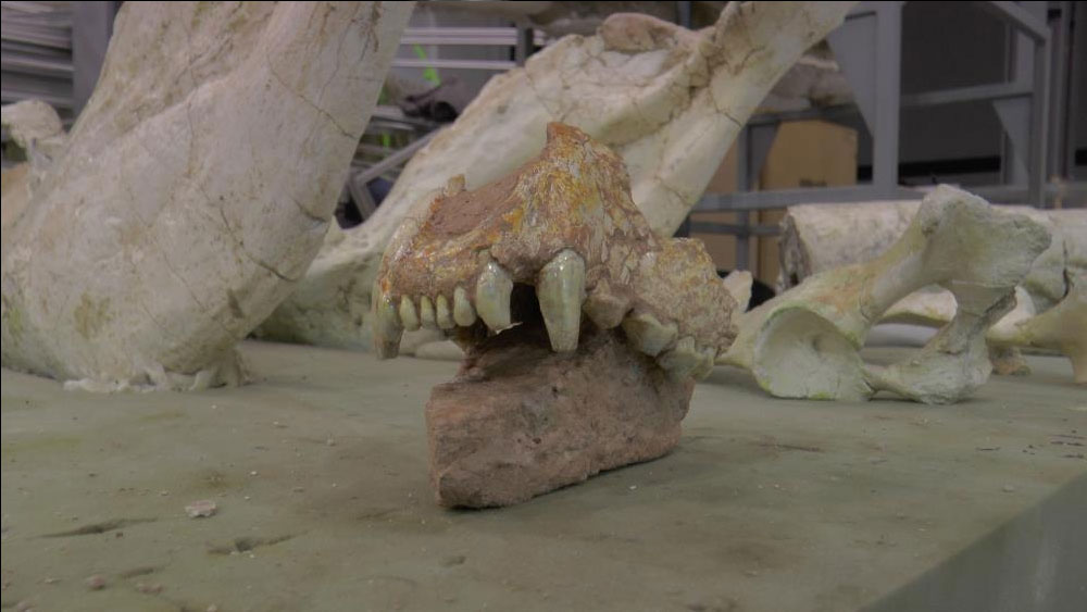 Kayseri'de 7,5 milyon yıllık aslan kafatası bulundu