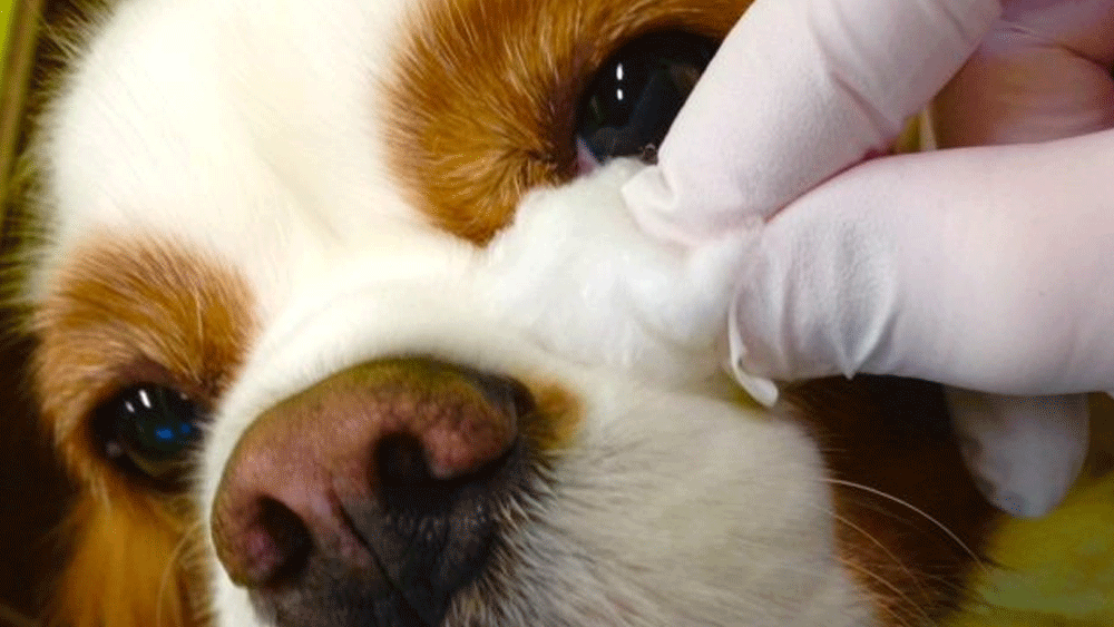 Evcil hayvan sahipleri harekete geçti! Dilekçe verecekler