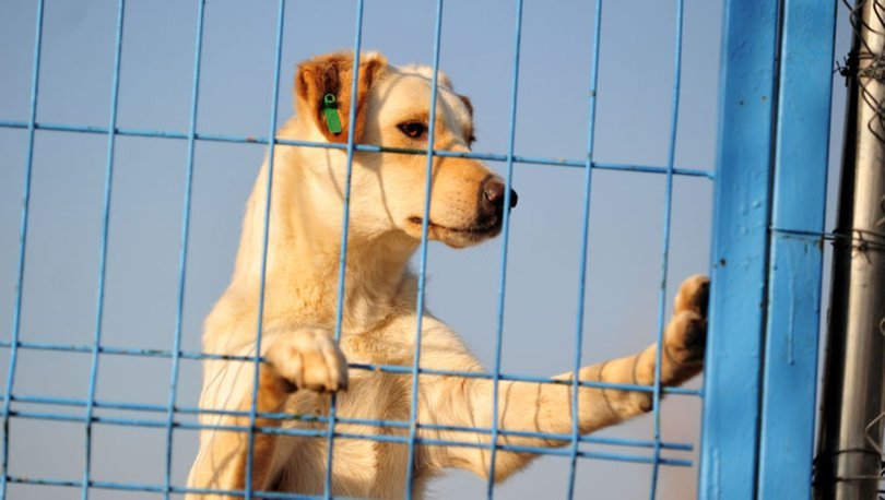 Çip taktırmayanlar yandı: 3 bin 500 lira ceza