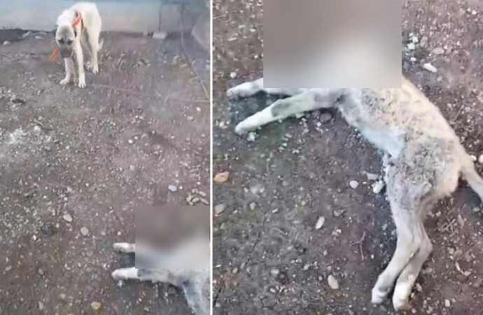 Kan donduran olay: Köpeğinin başını kestiler