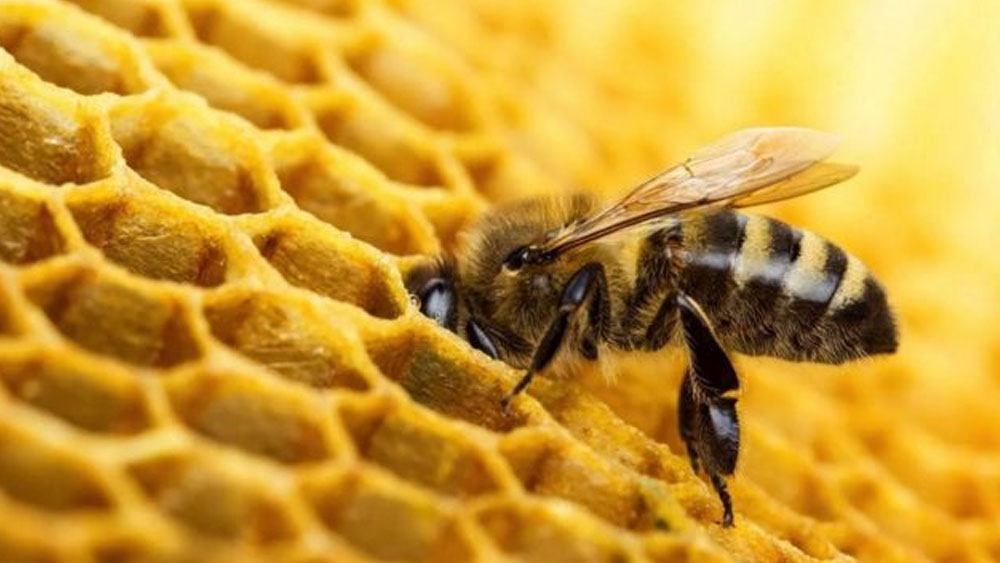 Dünyada bir ilk: Bal arısı aşısı onaylandı