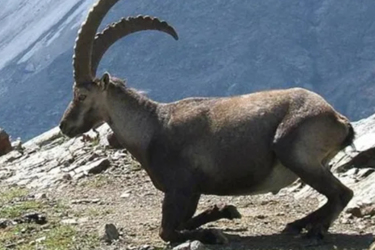 97 yaban keçisinin hayatını Danıştay kurtardı