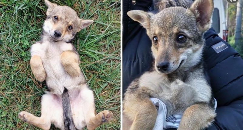 Kaderini DNA testi belirleyecek