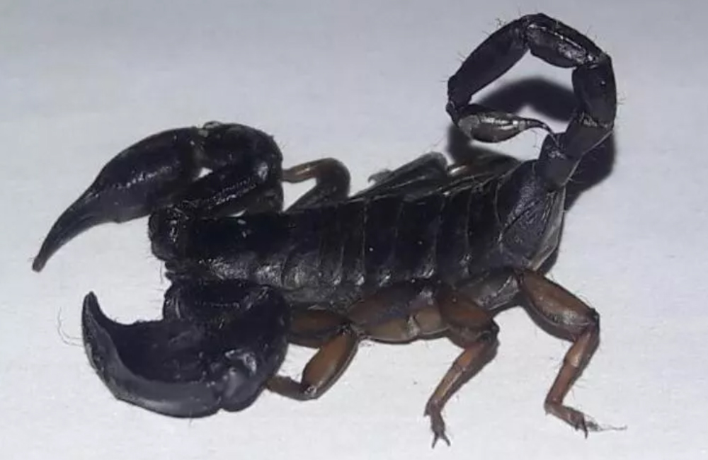 Türkiye'de sahibinden satılık kara akrep!
