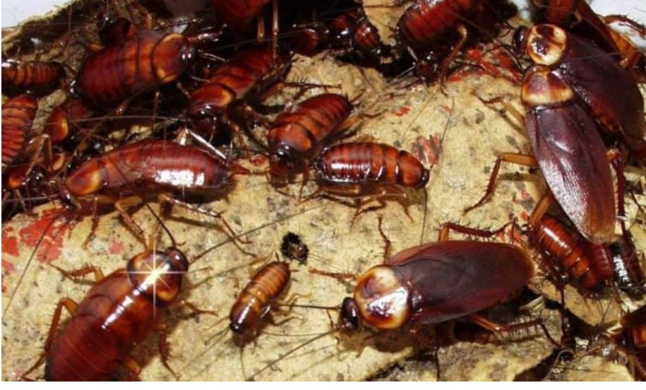 Patrona kızan işçi restorana hamam böceği doldurdu