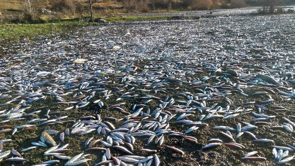 Vicdanları sızlatan görüntüler: Gerede'de binlerce balık can çekişerek öldü