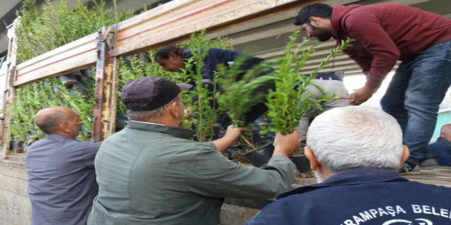 Bayrampaşa’ya her sene bin 500 ağaç