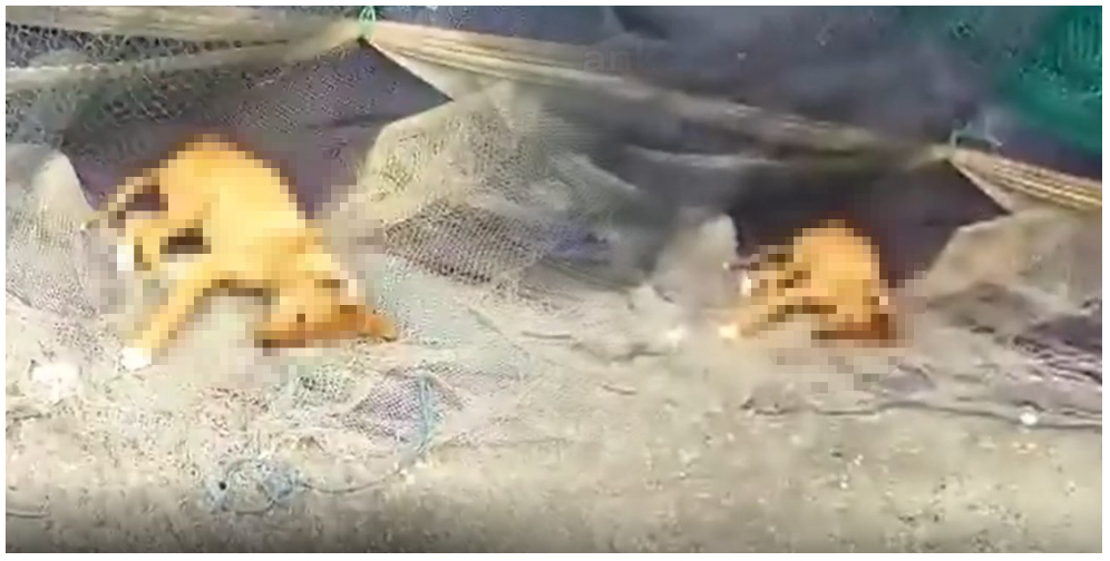 Bu kez köpek katliamının adresi Sinop