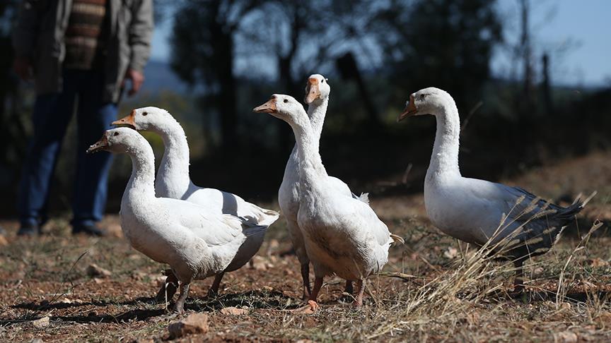Uludağ'da Çin kazı üretilecek